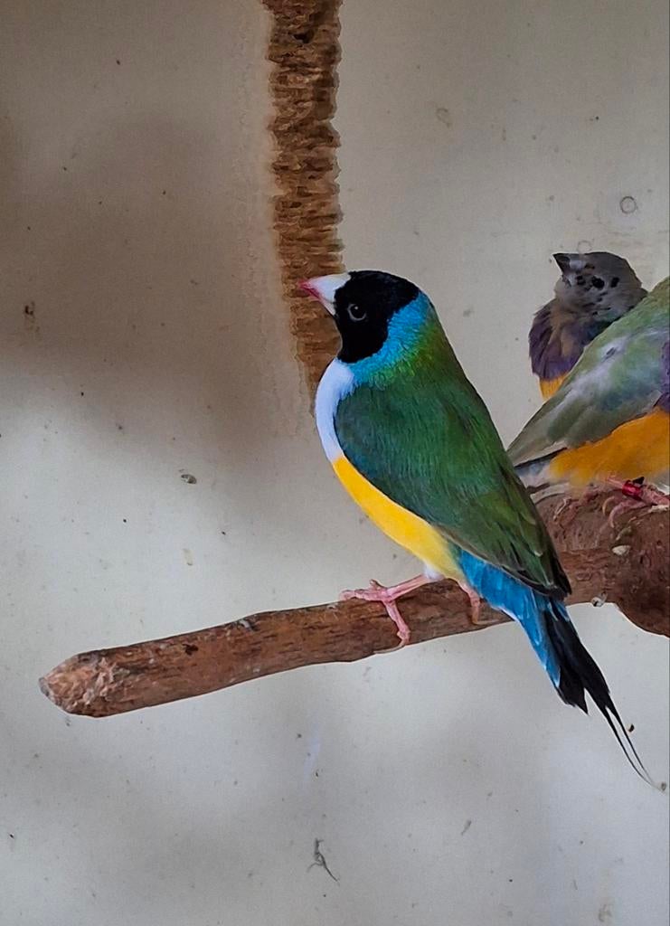 Prachtige natuurbroed Gouldamadine mannen geringd jaar oud, Dieren en Toebehoren, Vogels | Overige Vogels, Meerdere dieren, Tropenvogel