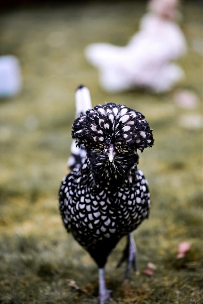 Gezocht: broedeieren baardkuifhoen zilver/zwart, Dieren en Toebehoren, Pluimvee, Geslacht onbekend, Kip