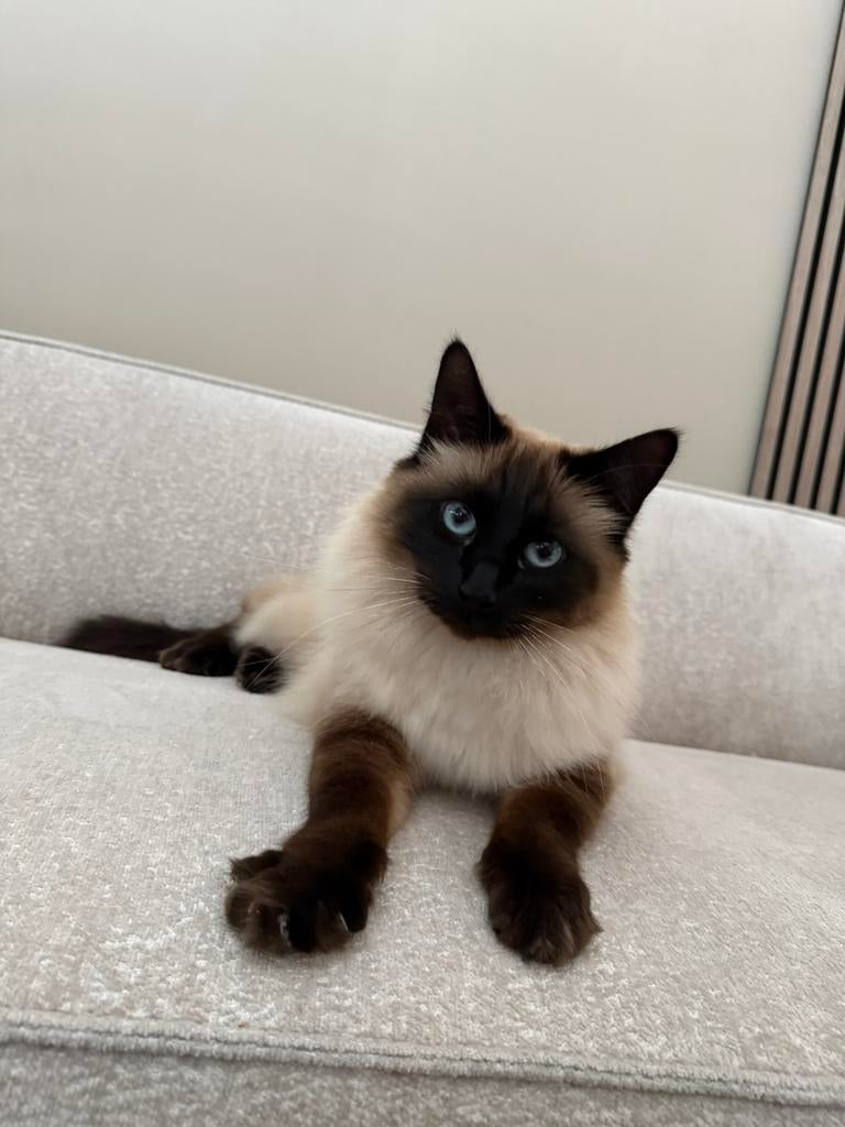 Heilige birmaanXsnowshoe zoekt liefdevol thuis, Dieren en Toebehoren, Katten en Kittens | Overige Katten, Kater, Langharig, 3 tot 5 jaar