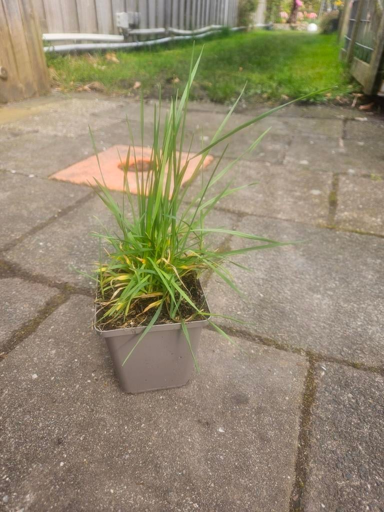 Briza media (siergras), Tuin en Terras, Planten | Tuinplanten, Vaste plant, Siergrassen, Ophalen of Verzenden, Halfschaduw