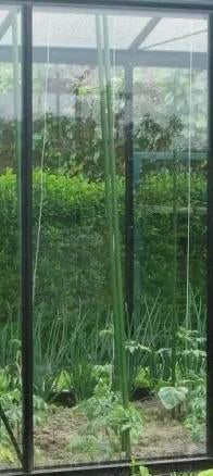 Veiligheidsglas, Ophalen of Verzenden