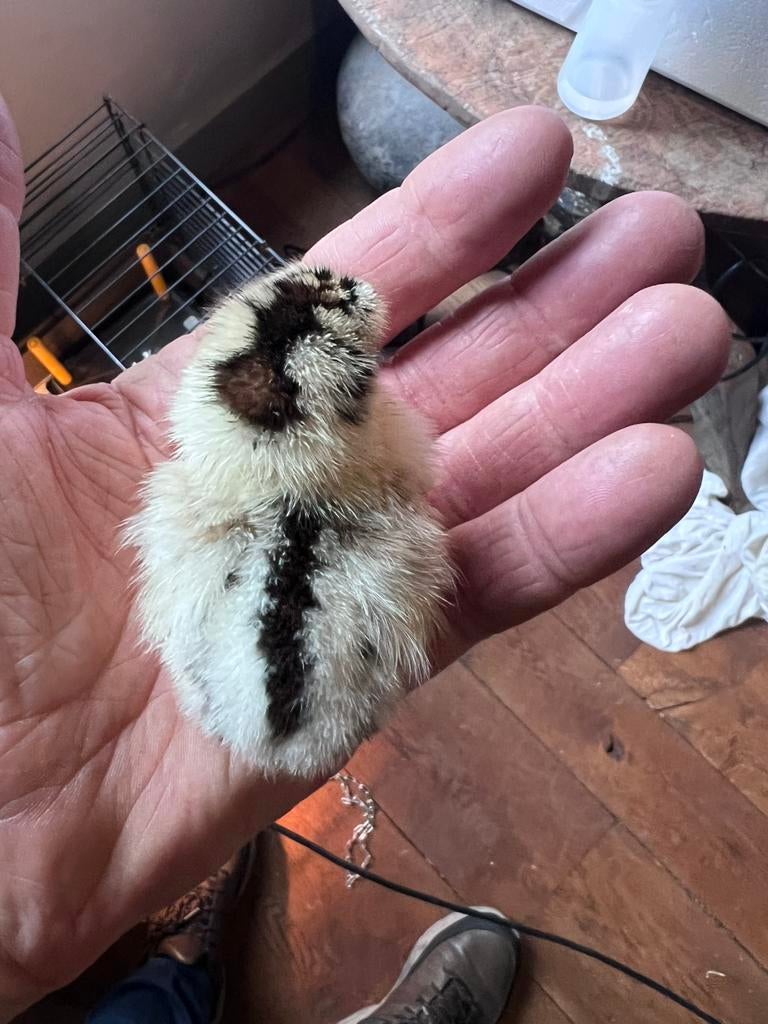 Prachtige kuikens vh Friese Hoen. Mooie toompjes te maken., Dieren en Toebehoren, Vrouwelijk, Kip