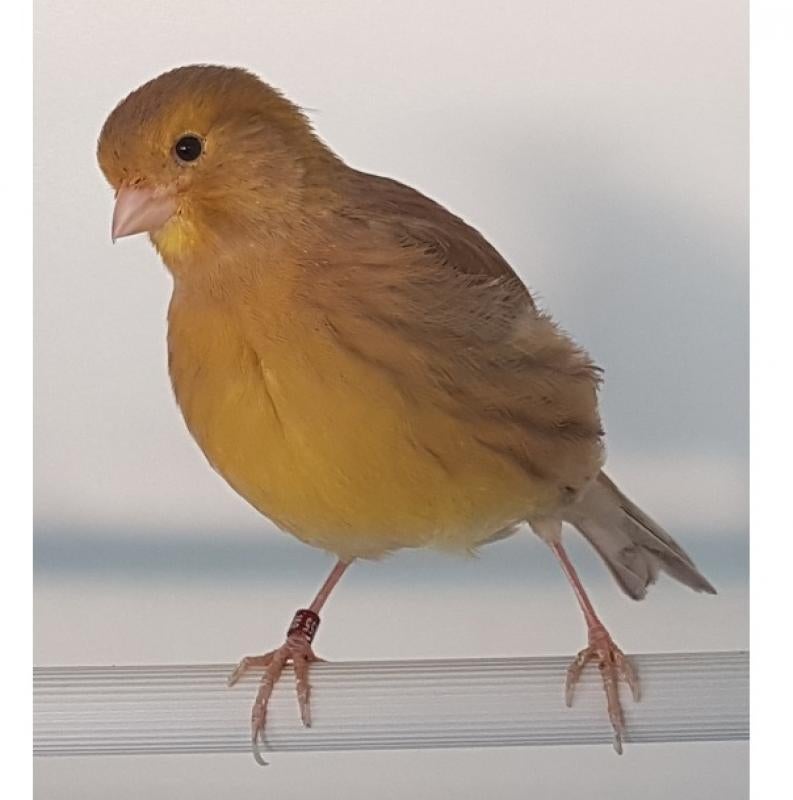 Gezocht: 2-2 Fife Fancy's, Dieren en Toebehoren, Vogels | Kanaries, Meerdere dieren, Postuurkanarie