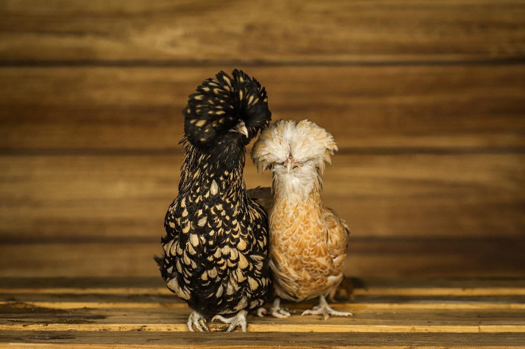 Kuifhoender krielen | Passend advies | Leuke kippen, Vrouwelijk, Kip