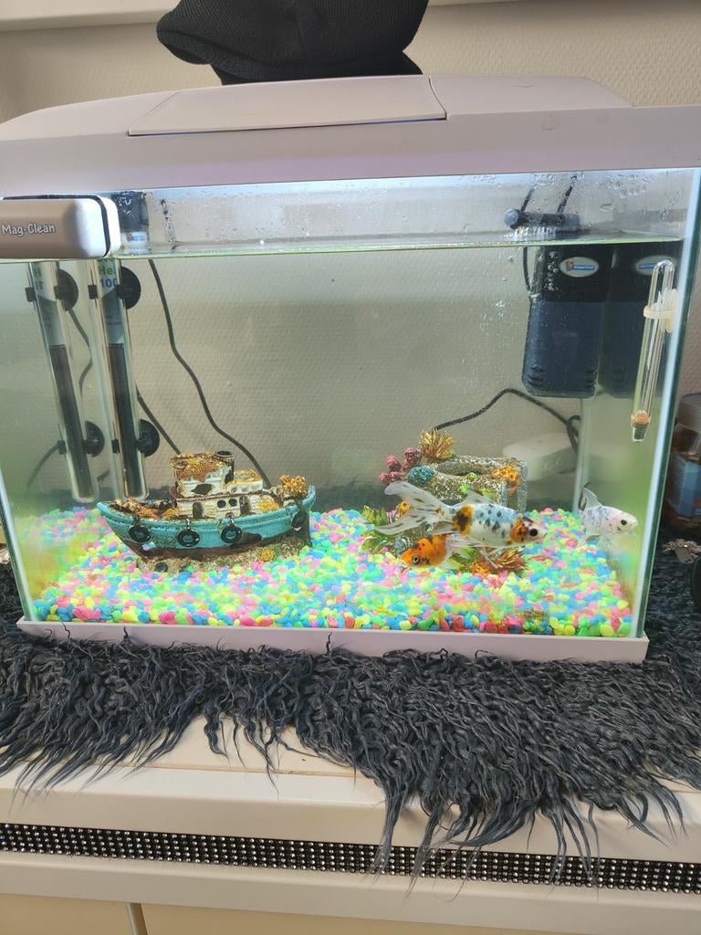 Aquarium met inhoud, Dieren en Toebehoren, Vissen | Aquaria en Toebehoren, Ophalen of Verzenden, Leeg aquarium