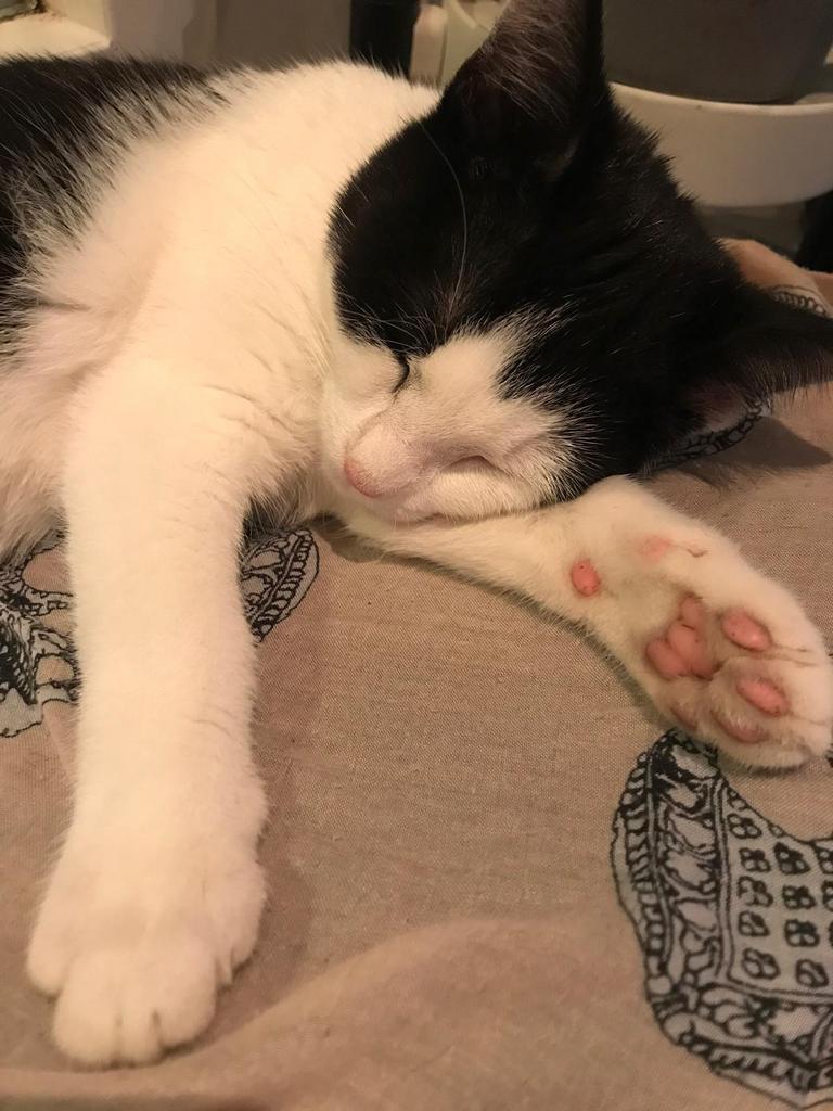 Yuzu voor adoptie, Kat