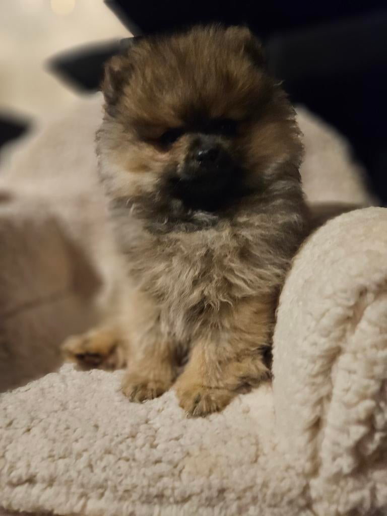 Pomeriaan pup - nog 1 beschikbaar, Parvo, Keeshond, Reu, 8 tot 15 weken