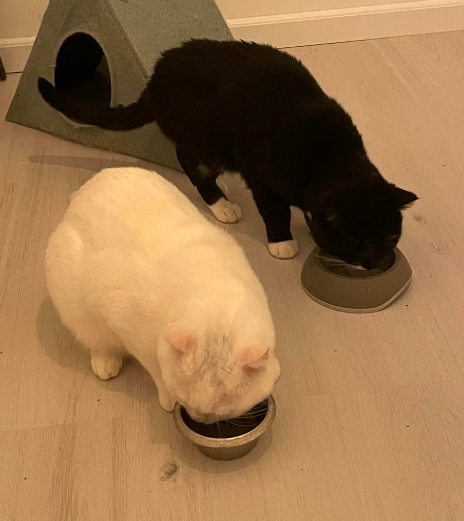 Katten Britse korthaar / Oosterse korthaar, Dieren en Toebehoren, Katten en Kittens | Raskatten | Korthaar, Kater, Ontwormd
