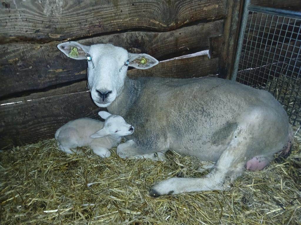 Schaap met ramlam, Mannelijk, Schaap