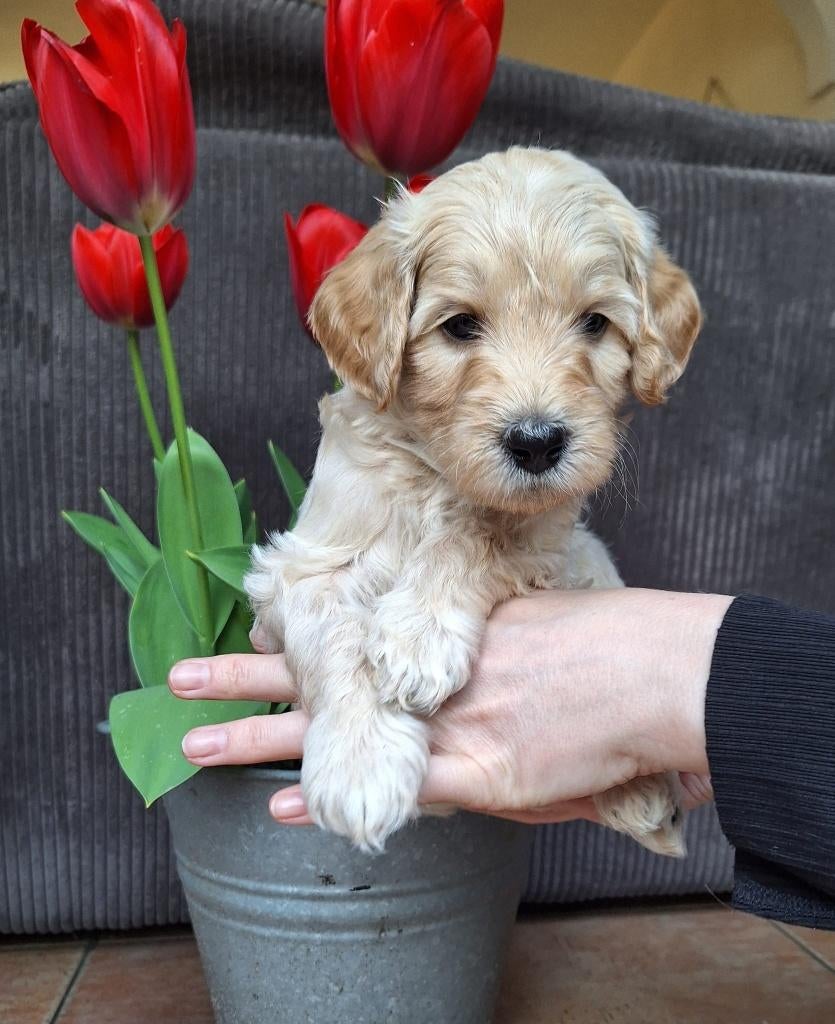 Labradoodle pups 🐾 nog 3 beschikbaar – 1 teefje & 2 reutjes, Dieren en Toebehoren, Honden | Chihuahua's en Gezelschapshonden