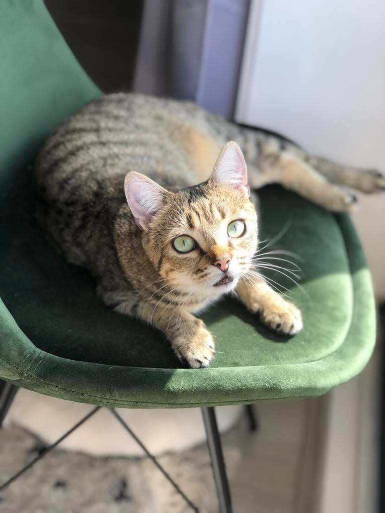 Nova zoekt een rustig nieuw thuis, Dieren en Toebehoren, Katten en Kittens | Overige Katten, Poes, Kortharig, 6 jaar of ouder