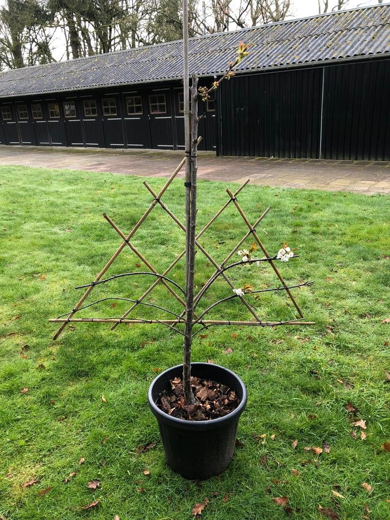 Kersenboom, Prunus Avium Kordia in de kuip, Tuin en Terras, Ophalen, Halfschaduw, Overige soorten, 100 tot 250 cm