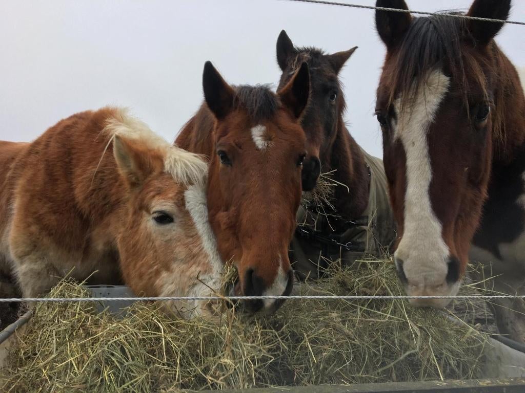 Mooie weidegang voor uw paard, Dieren en Toebehoren, Stalling en Weidegang, Weidegang, 2 of 3 paarden of pony's