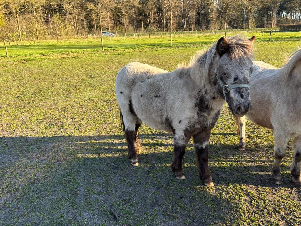 fewspot appaloosa merrie, Dieren en Toebehoren, Merrie