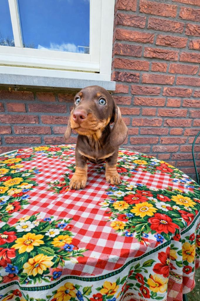 teckel pups, Parvo, Standaard, 8 tot 15 weken, Meerdere