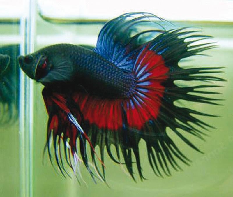 Siamese Kempvis - Betta splendens voor het tropisch aquarium, Dieren en Toebehoren, Vissen | Aquariumvissen, Zoetwatervis, Vis