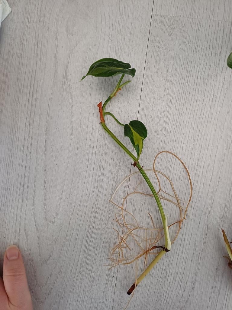 Planten gratis/ ruilen, Ophalen, Halfschaduw, Minder dan 100 cm
