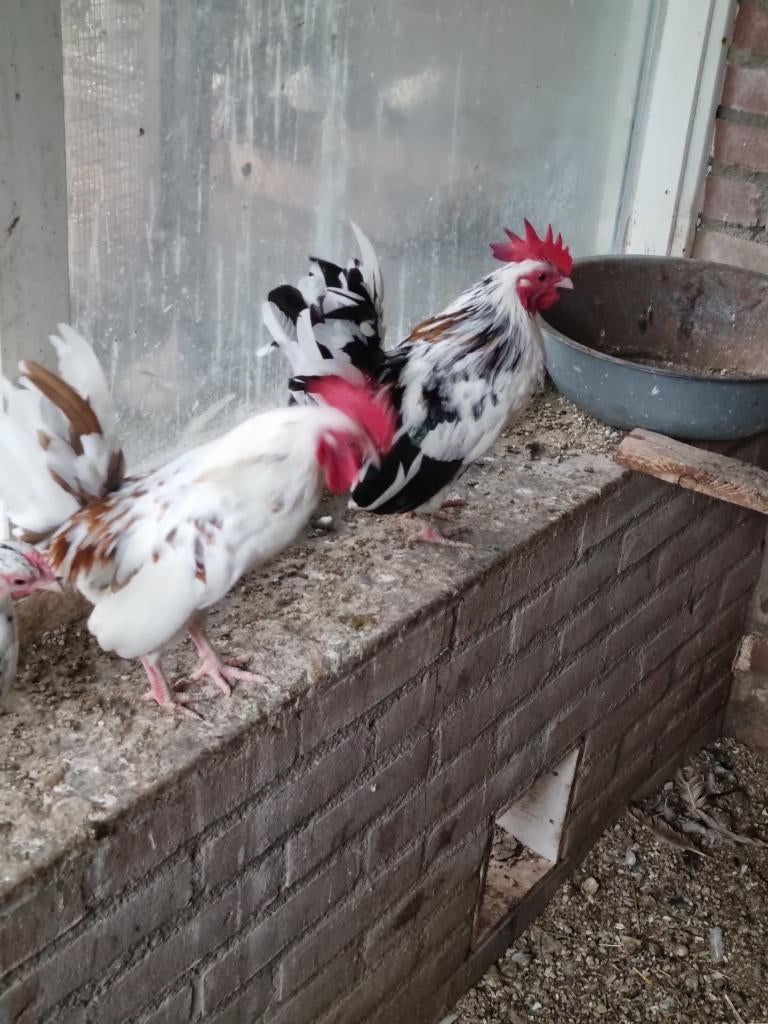 Twee seramahaantjes, Dieren en Toebehoren, Vogels | Overige Vogels, Mannelijk, Tam