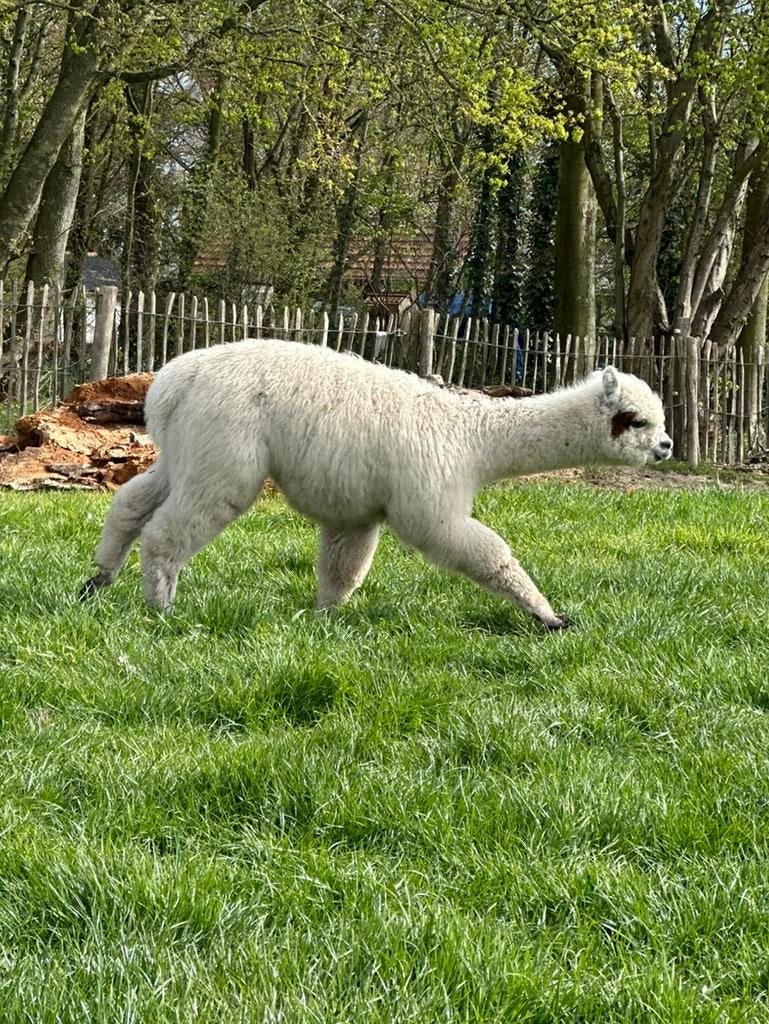 Witte hengst met bruin vlekje 7 mnd, Dieren en Toebehoren, Augustus, Mannelijk