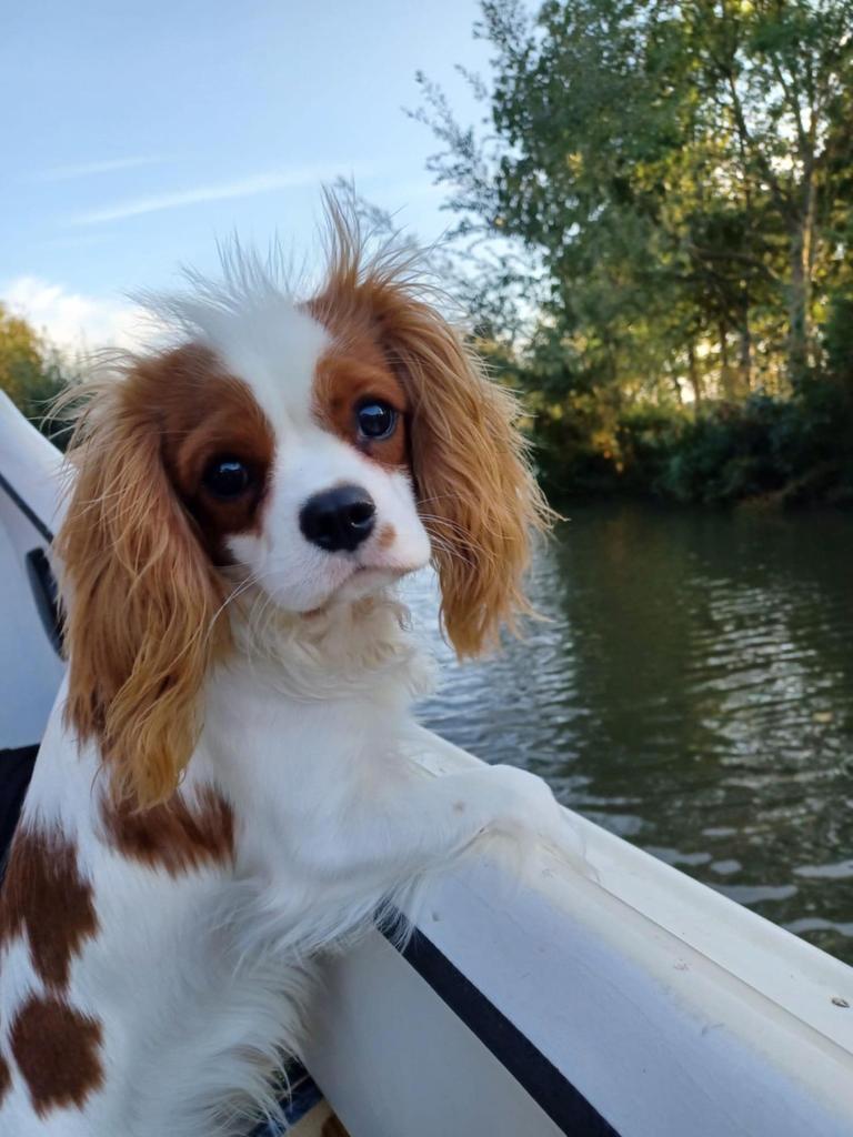 Cavalier King Charles spaniel dekreu./ niet te koop!!! /, Dieren en Toebehoren, Reu, 1 tot 2 jaar, Parvo, Eén hond