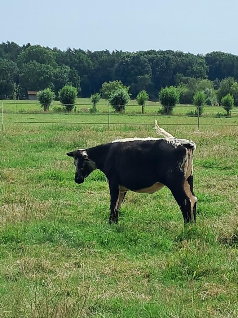 3 mooie pinken, Meerdere dieren, 0 tot 2 jaar