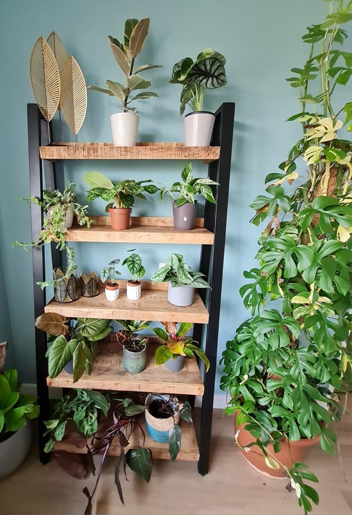 Diverse planten en stekjes te koop, oa alocasia's, Ophalen of Verzenden