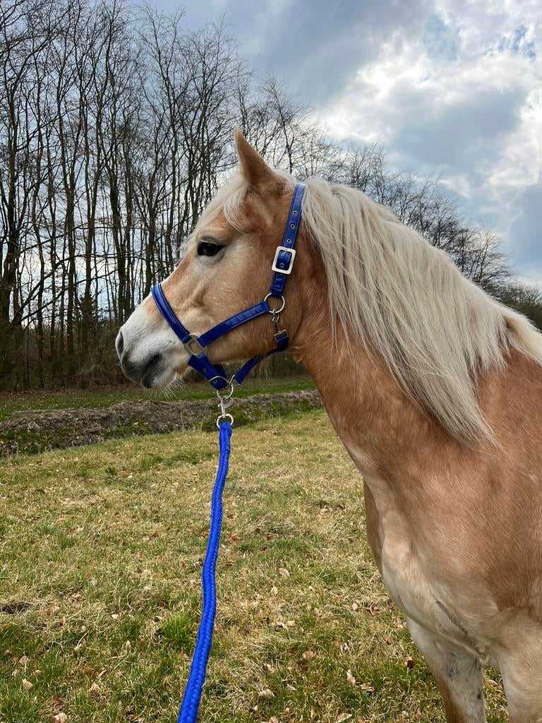 Bijrijder/verzorger gezocht in lelystad, 1 paard of pony