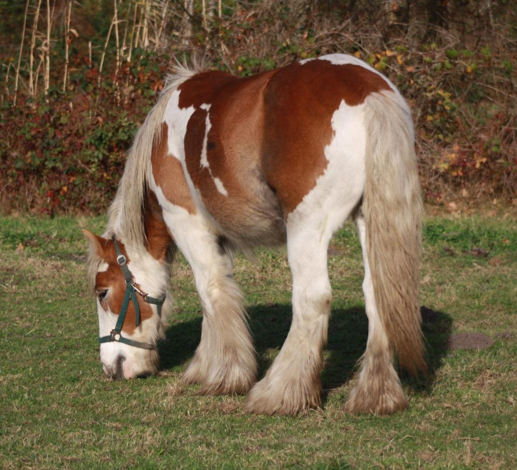 Irish Cob / tinker ruinen en merries, Meerdere dieren