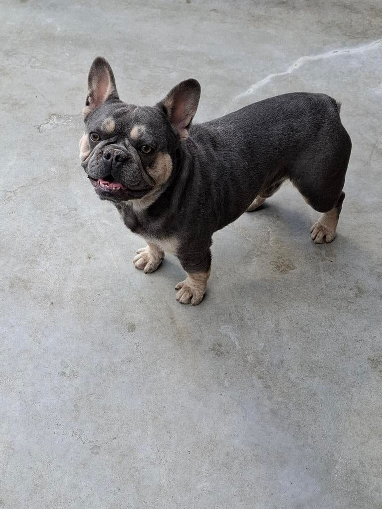 Lilac tan franse bulldog dekreu, België, Particulier, Reu, 1 tot 2 jaar
