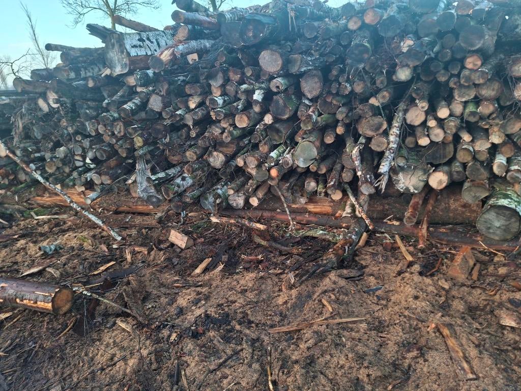 Mooie drogen berkenstammetjes droog, 6 m³ of meer, Ophalen, Berkenhout, Stammen