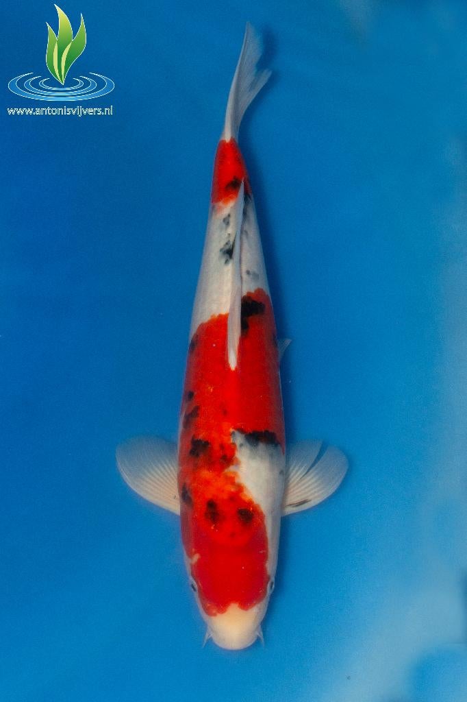 072 Sanke, Dieren en Toebehoren, Karper of Koi