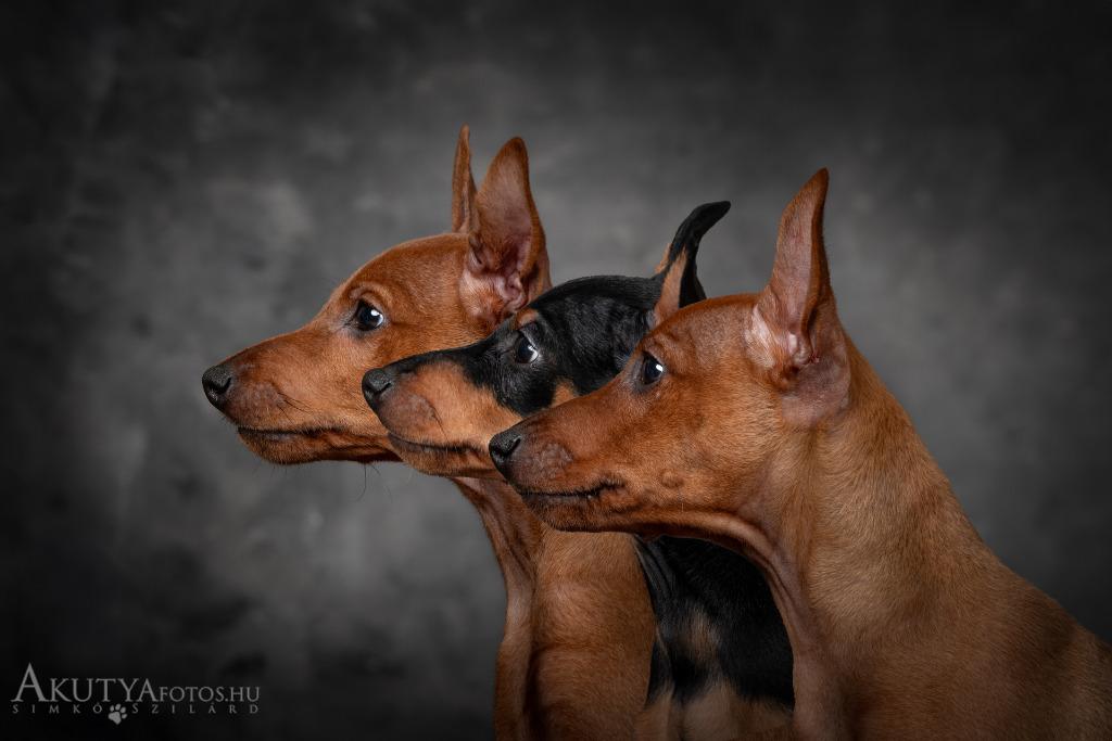 Dwergpinscher/dwerg pinscher pups te koop TOP FCI stamboom, 8 tot 15 weken, Buitenland, Parvo, Meerdere