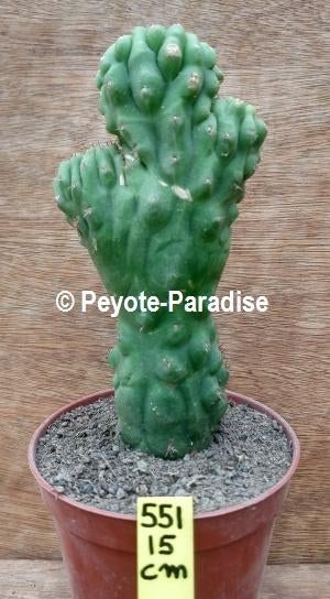 Unieke San Pedro Cactus kamvormen - Tr. pachanoi cristaat, Huis en Inrichting, Ophalen of Verzenden, Cactus, Volle zon, Minder dan 100 cm