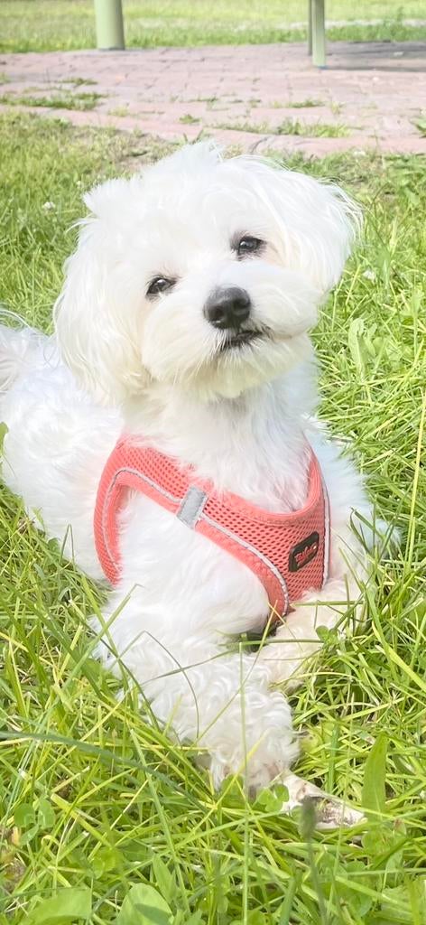 Ervaren Knappe Maltezer Dekreu, Maltezer, Particulier, Reu, Buitenland