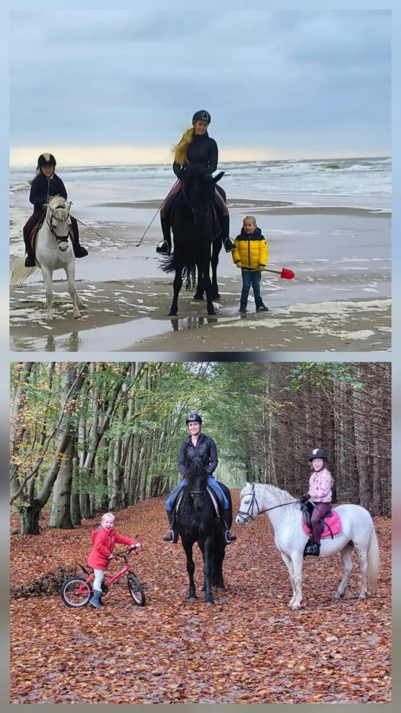 Super friese drachtig STER merrie/ 1jarige New Forest D pony, Merrie, 160 tot 165 cm, Dressuurpaard, Met stamboom