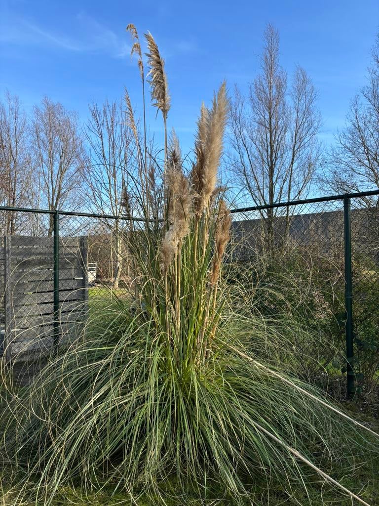 Pampas, Tuin en Terras, Ophalen, Halfschaduw, Overige soorten