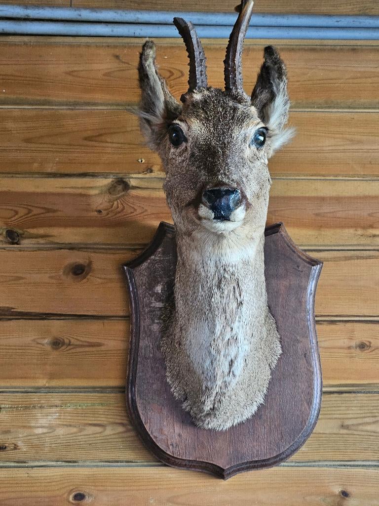 BEVROREN HERTENKOP  Dit is een prachtig gemodelleerd, Ophalen of Verzenden