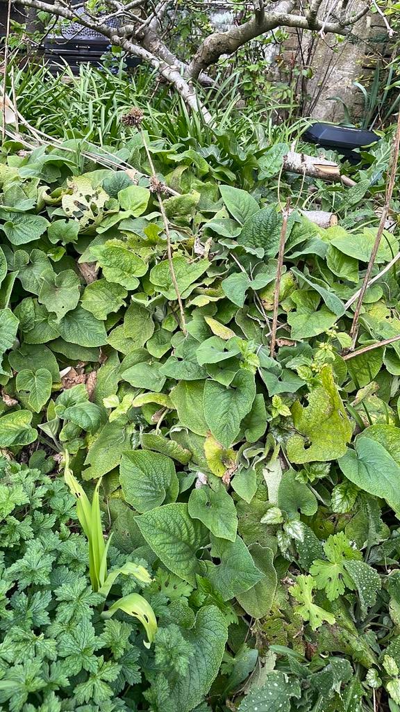 Flomus phlomus  geel boeiend mooie pollen, Ophalen of Verzenden, Overige soorten, Volle zon