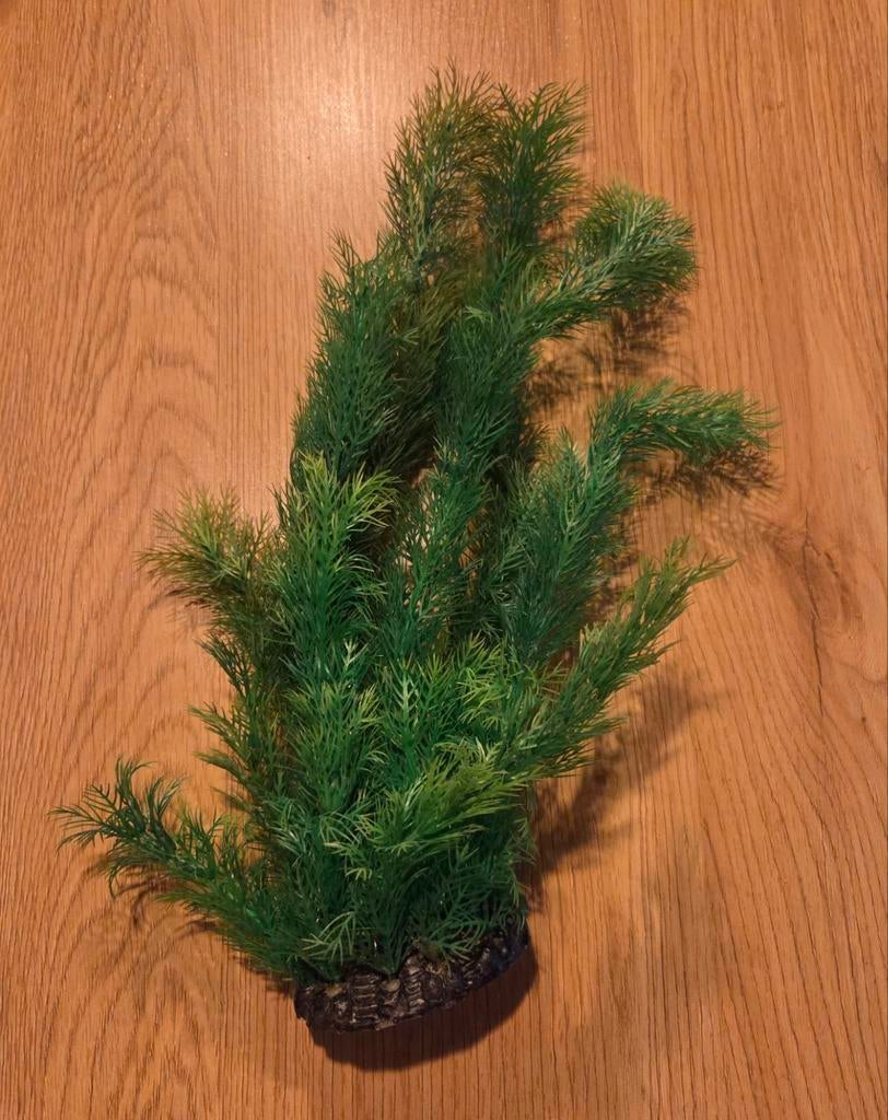 Aquarium plant (nep), Dieren en Toebehoren, Ophalen, Plant(en), Steen of Hout