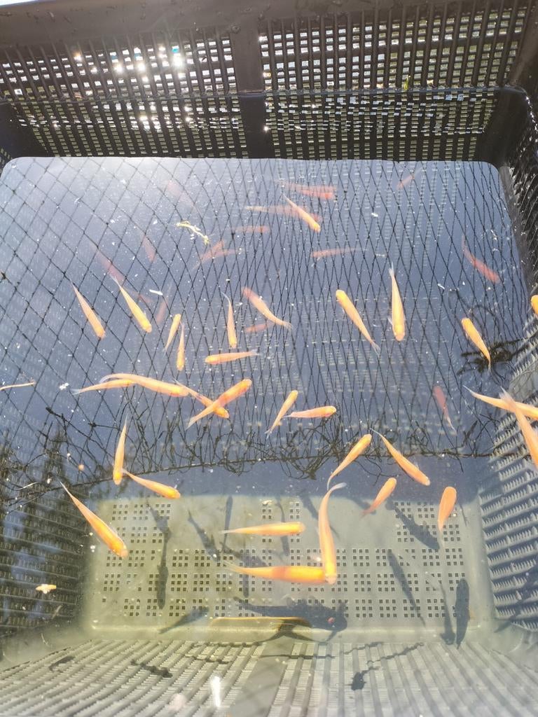 Goudelrits, Dieren en Toebehoren, Overige soorten