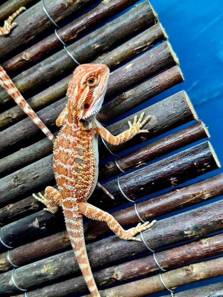 Erg mooie red en orange en bluebar baardagamen beschikbaar, Dieren en Toebehoren, Reptielen en Amfibieën, Hagedis, Tam, 0 tot 2 jaar