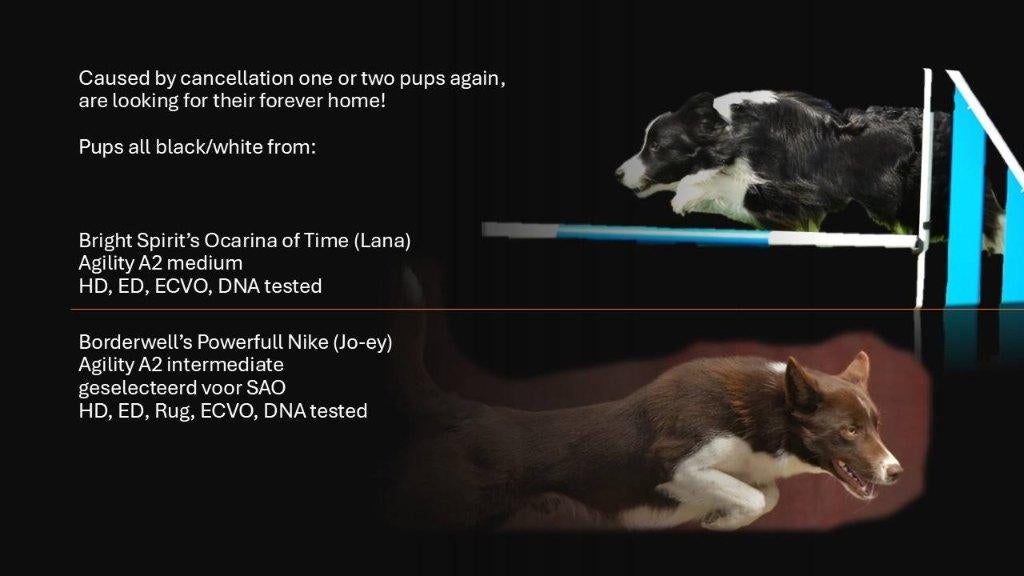 Border Collie Pupps, 8 tot 15 weken, Collie, Meerdere, Meerdere dieren