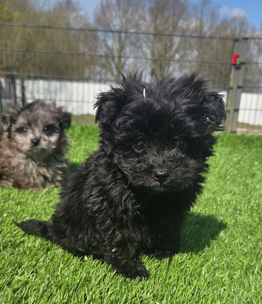 POMAPOO PUPS  (pomeriaan x dwerg poedel), Parvo, Nederland, 8 tot 15 weken, Meerdere