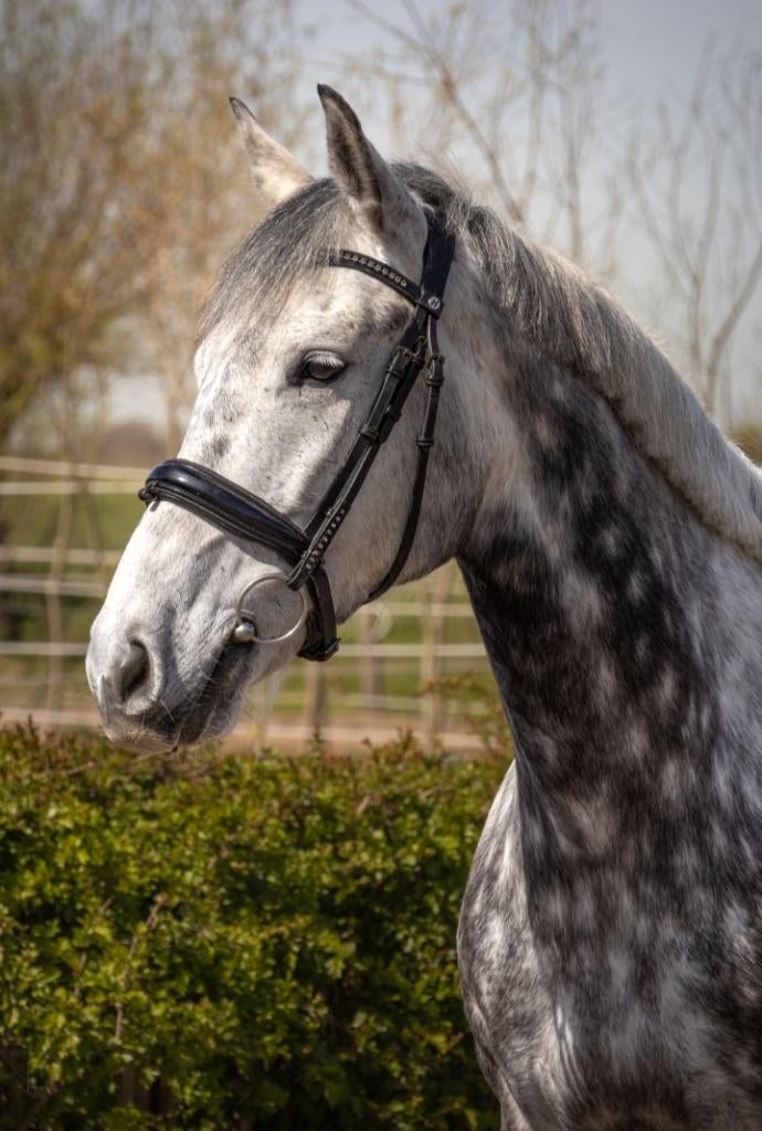 Prachtige e pony, Dressuurpony, L, 7 tot 10 jaar, Merrie