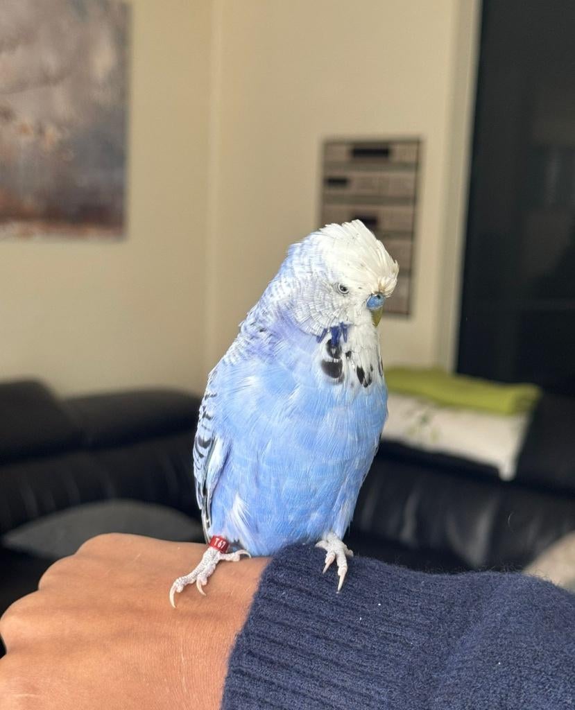 Grasparkieten te koop, Meerdere dieren, Parkiet, Tam