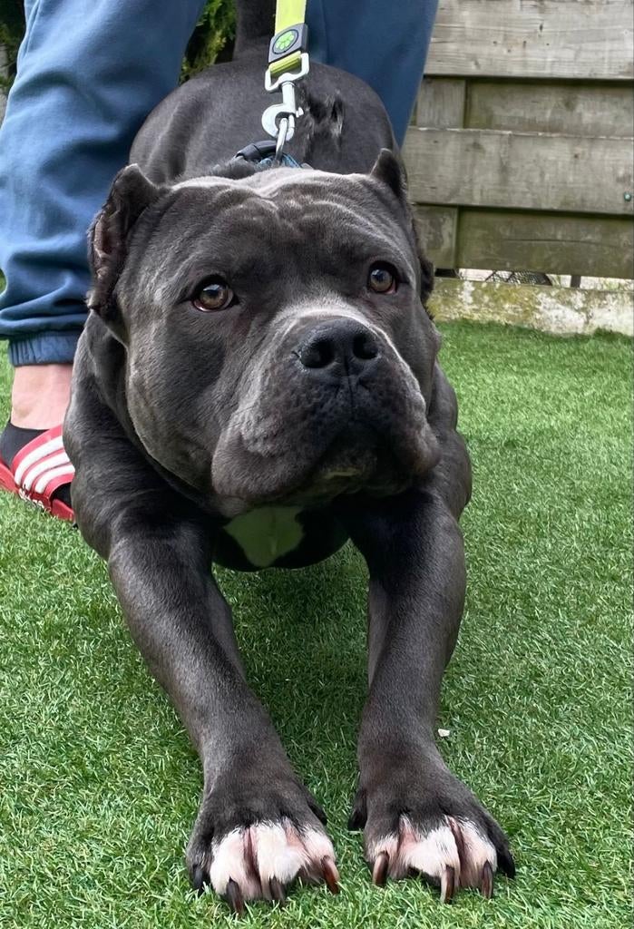 Dekreu, Amstaff Blue met stamboom., Dieren en Toebehoren, Particulier, Reu, 1 tot 2 jaar, Buitenland