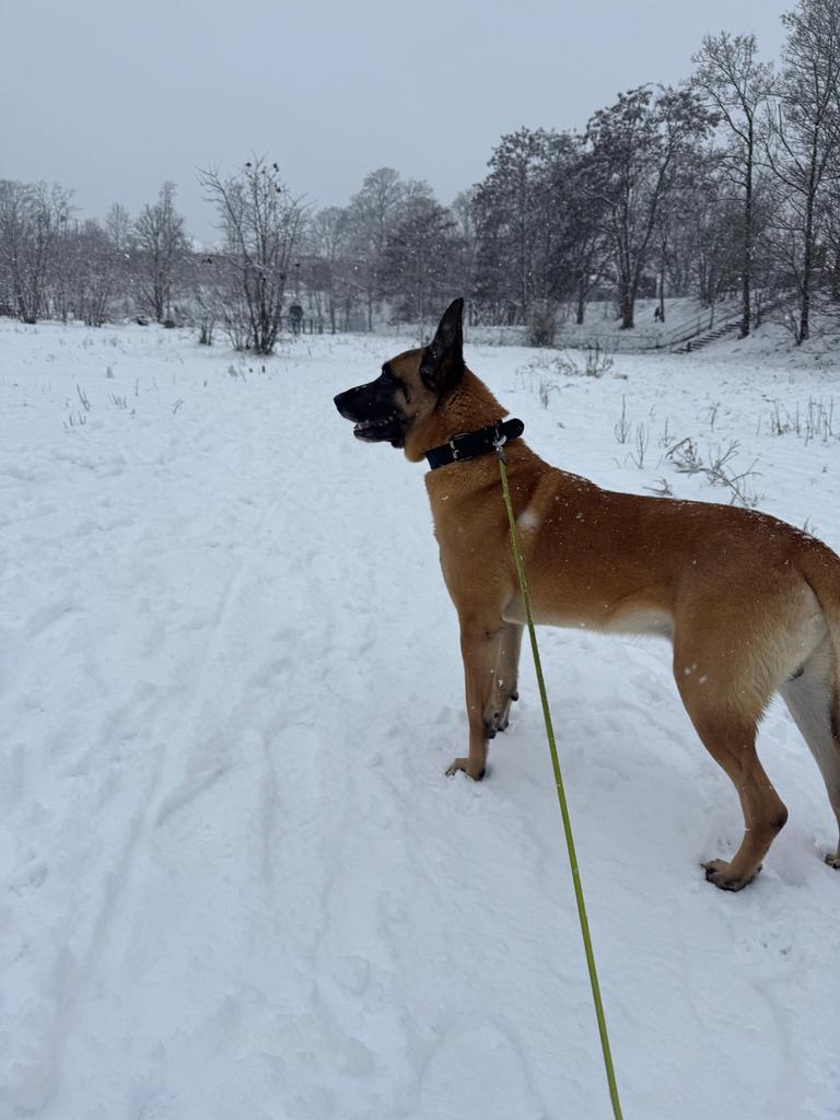 Mechelse Herder Yaman, 6 jaar. Zoekt nieuwe huis!, Dieren en Toebehoren, 6 jaar of ouder, Reu, Parvo, Eén hond