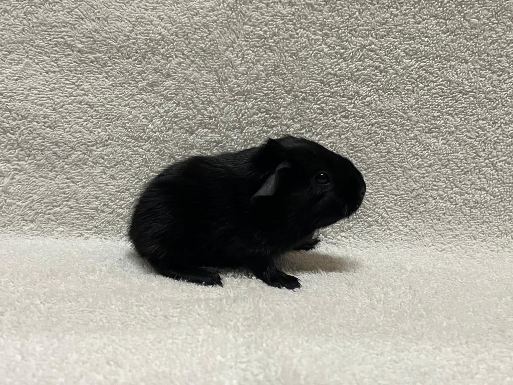 Zwart gladhaar cavia beertje, Dieren en Toebehoren, Knaagdieren, Maart, Mannelijk, Cavia