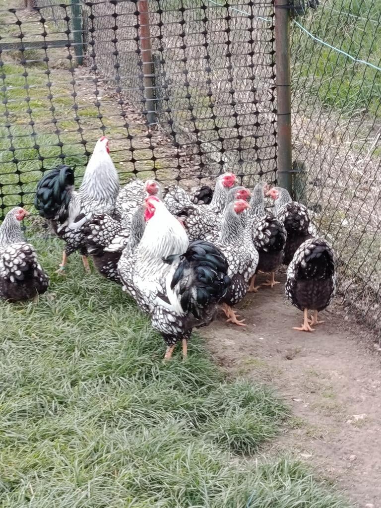 Ik verkoop Wyandotte krielkippen, Dieren en Toebehoren, Pluimvee, Vrouwelijk, Kip