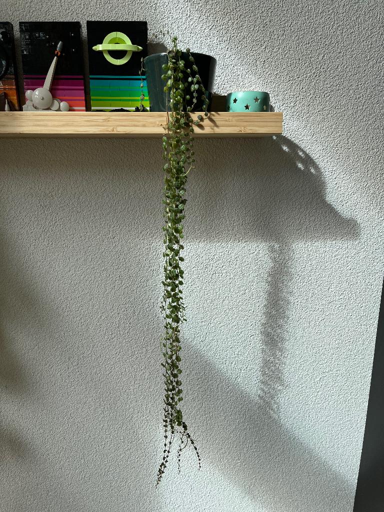 Peperomia Prostrata / string of turtles, Ophalen, Vetplant, Halfschaduw, In pot